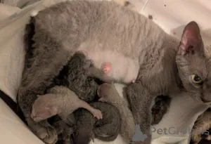 Фото №3. Котята Девон Рекс. Германия