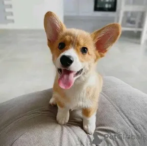 Фото №3. Corgi Puppy на продажу.  США