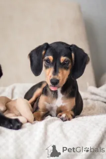 Дополнительные фото: Очаровательная девочка Зиппи готова к переезду в новый дом.