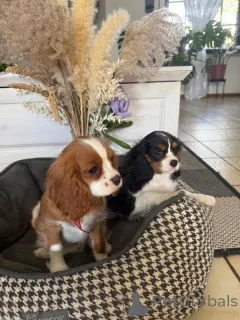 Фото №1. кавалер-кинг-чарльз-спаниель - купить в Грань за 27830₽. Объявление №167800