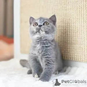 Фото №3. Британские короткошерстные шатоны доступны по запросу.. Бельгия
