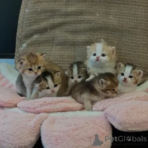 Фото №1. британская длинношёрстная - купить в Берлине за договорная. Объявление №161184