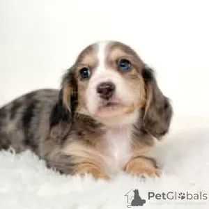 Фото №3. Dackelwelpen zu verkaufen.  Франция