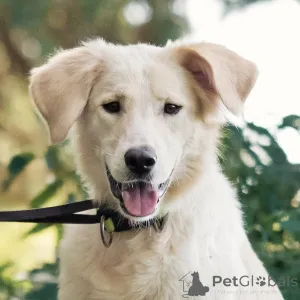 Дополнительные фото: Ищет дом чудесный пес Арни.