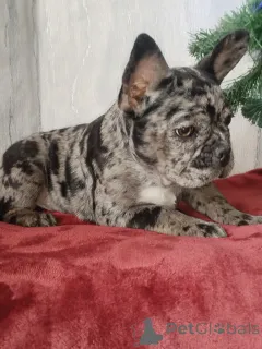 Дополнительные фото: Французский бульдог