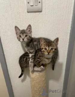 Дополнительные фото: Котята Манчкин