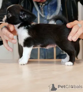 Фото №1. чихуахуа - купить в Канадский залив за договорная. Объявление №161438