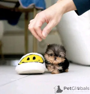 Фото №1. йоркширский терьер - купить в Хельсинки за 51022₽. Объявление №163787