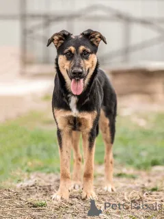 Фото №1. беспородная - купить в Москова за Бесплатно. Объявление №166420