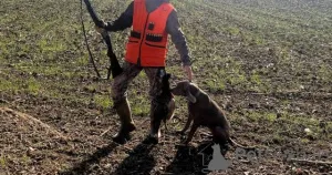 Фото №3. Веймаранер сука.  Сербия