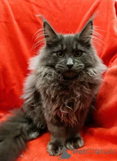 Дополнительные фото: Шикарные котята мальчики