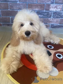 Фото №4. Продажа английского кокер-спаниеля, пуделя (карликового) в Воронеже частное объявление - цена договорная