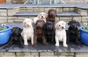 Фото №3. Щенка лабрадоры-ретривера до адопчи.  Польша