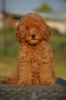 Фото №4. Продажа пуделя (той) в Младеновак  - цена договорная