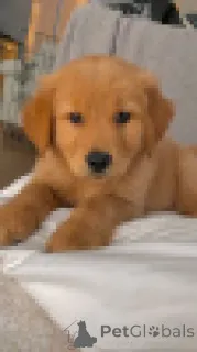 Фото №4. Продажа лабрадор-ретривера в Мюнхене заводчик - цена договорная