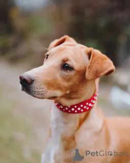 Дополнительные фото: Очаровательный некрупный песик-подросток Вилли ищет семью 