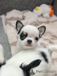 Фото №2 к объявлению №163636 о продаже чихуахуа - купить в Финляндии частное объявление, из приюта