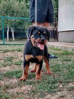 Фото №3. Rottweiler, Top Puppy.  Сербия