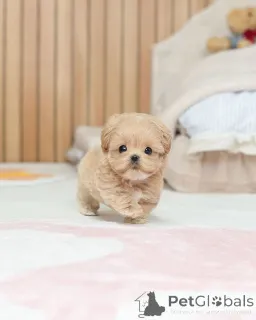 Фото №1. мальтипу - купить в Берлине за договорная. Объявление №163588