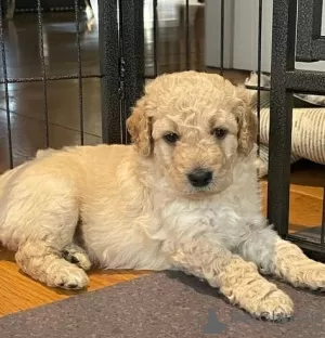 Дополнительные фото: Очаровательные щенки AJ Mini Goldendoodle