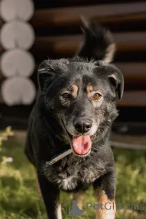 Дополнительные фото: Нежная Алсу в поисках дома!