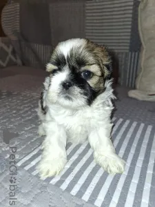 Дополнительные фото: Идеальные чистокровные щенки Ши-Тцу.