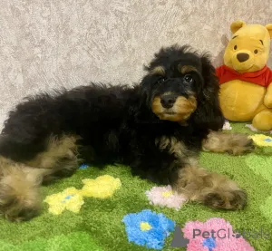 Дополнительные фото: Щенок