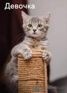 Фото №2 к объявлению №150194 о продаже беспородная - купить в России частное объявление