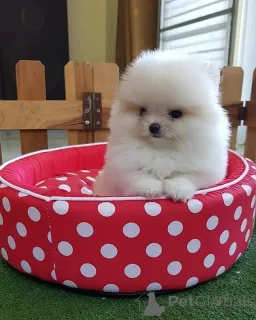 Фото №1. померанский шпиц - купить в Лиенц за Бесплатно. Объявление №160168