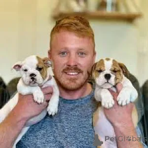 Фото №1. английский бульдог - купить в Вена за 92767₽. Объявление №163865