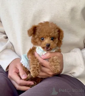 Фото №3. Мужской пудель.  Германия