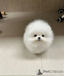 Фото №2 к объявлению №147256 о продаже померанского шпица - купить в Болгарии заводчик