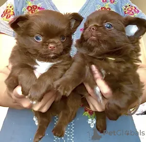 Фото №1. чихуахуа - купить в Айзлинген за договорная. Объявление №159560