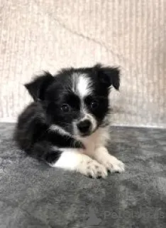 Дополнительные фото: Красивые щенки чихуахуа кросса джек-рассела