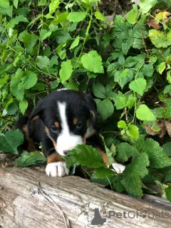 Фото №2 к объявлению №147550 о продаже аппенцеллер зенненхунда - купить в Германии 