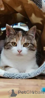 Дополнительные фото: Необычная красавица Летти в добрые руки.