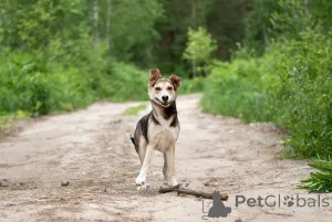 Дополнительные фото: Ума трогательная малышка, ей всего 10 месяцев ищет дом.