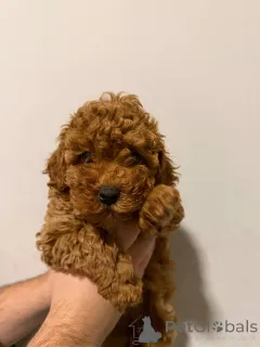 Фото №1. померанский шпиц - купить в Сивац за договорная. Объявление №159073