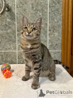 Фото №1.  - купить в Москова за Бесплатно. Объявление №155852