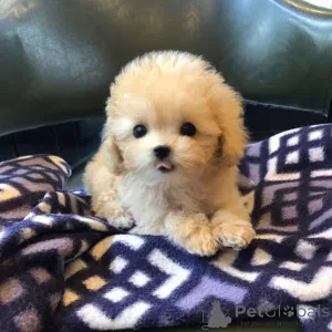 Фото №4. Продажа  в Городской ядер  - цена 53022₽