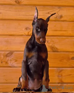 Дополнительные фото: Dobermann FCI Top Puppy Doberman