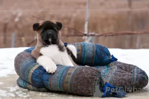 Дополнительные фото: Puppy American Akita