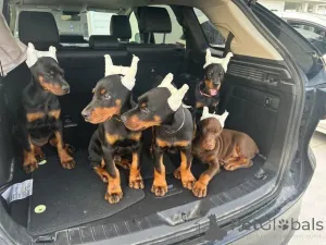 Фото №1. доберман - купить в Кракове за договорная. Объявление №163388