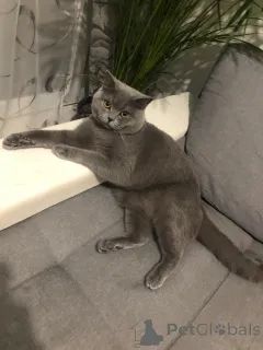 Дополнительные фото: Chat