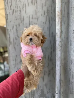 Дополнительные фото: Мальтипу