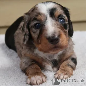 Фото №3. Милые, дерзкие и полные шевелюр Поппи здесь, чтобы украсить ваш мир, виляя.  Швейцария