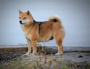Дополнительные фото: Шиба Ину красивые щенки