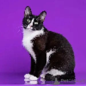 Дополнительные фото: шикарные кошки ищут дом! Кому близнецов?