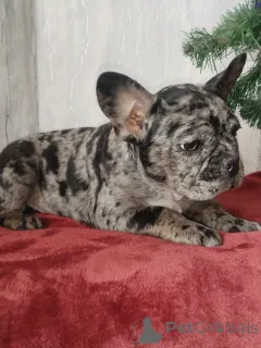 Дополнительные фото: Французский бульдог