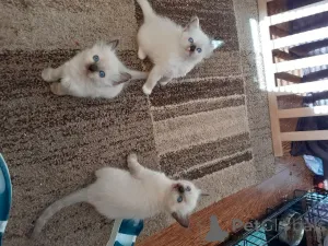 Дополнительные фото: Котята Рэгдолл.